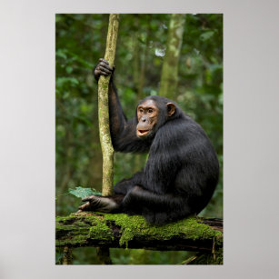 Chimpanzee Waiting on Other Chimps Poster
