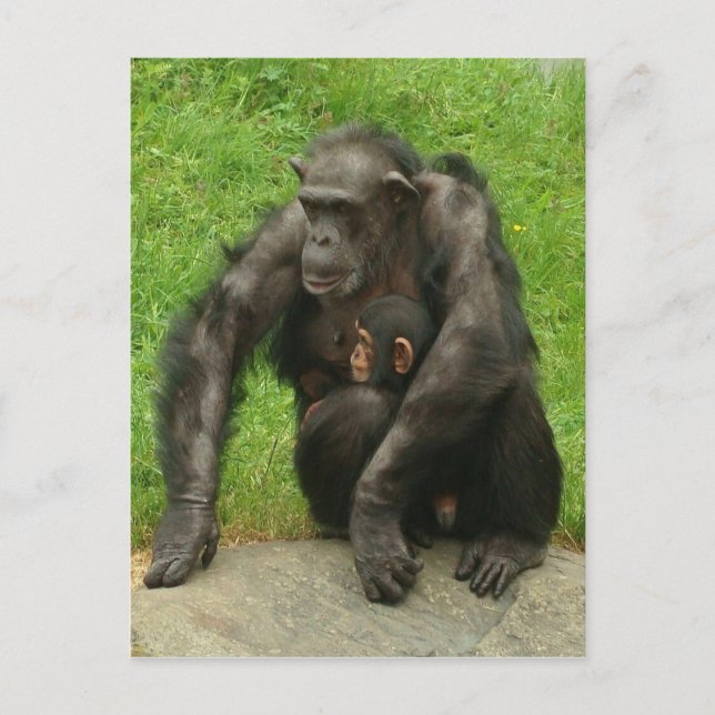 Chimpanzee with a baby - Postcard (Front)