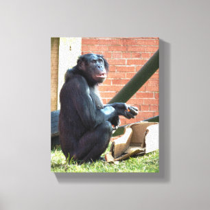 CHIMPANZEES CANVAS PRINT