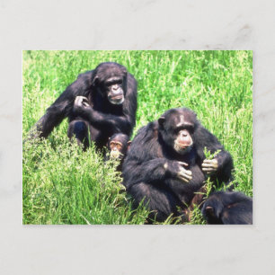 Chimpanzees eating grass (note infant) postcard