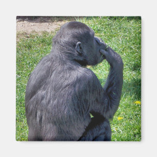 CHIMPANZEES MAGNET
