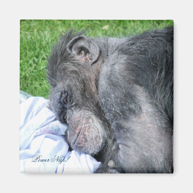 CHIMPANZEES MAGNET (Front)