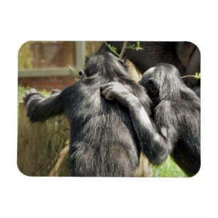 CHIMPANZEES  MAGNET