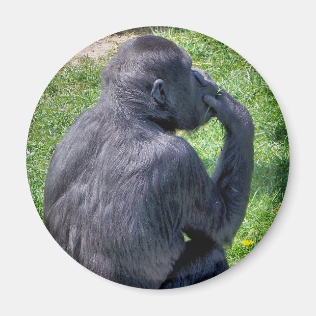 CHIMPANZEES MAGNET (Front)