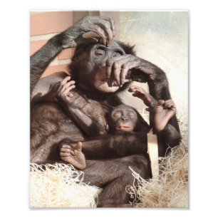 CHIMPANZEES PHOTO PRINT