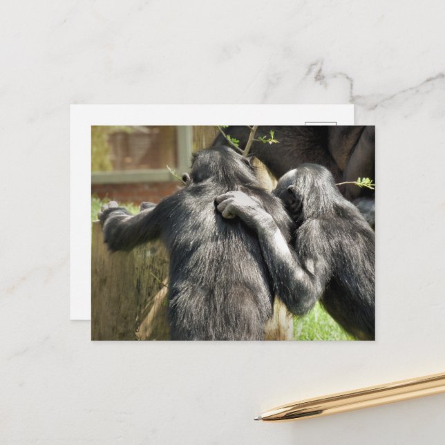 CHIMPANZEES POSTCARD (Front/Back In Situ)