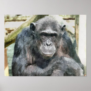 CHIMPANZEES POSTER
