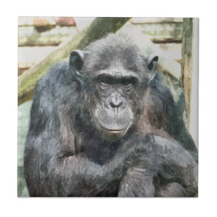 CHIMPANZEES TILE