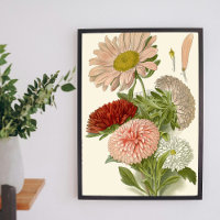 China Asters – Exquisite Vintage Floral Botanical 