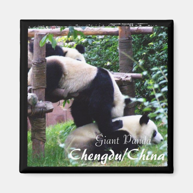 China, Chengdu, Giant Pandas II (Magnet) Magnet (Front)