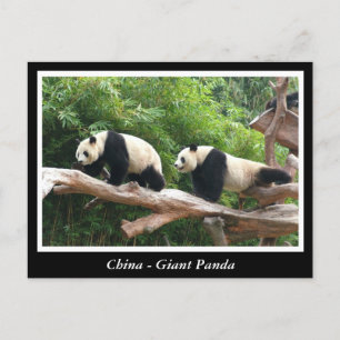 China -Giant panda Postcard