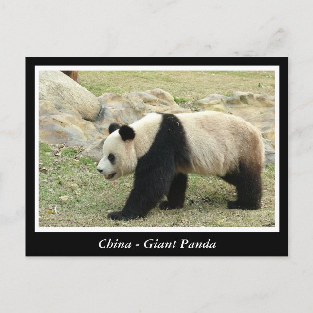 China, Giant panda Postcard (Front)