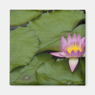 China, Hong Kong, New Territories. Chi Lin Magnet