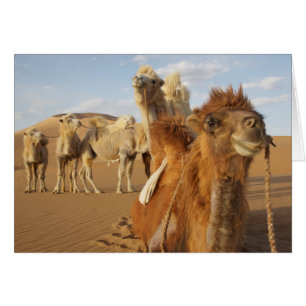 China, Inner Mongolia, Badain Jaran Desert 2