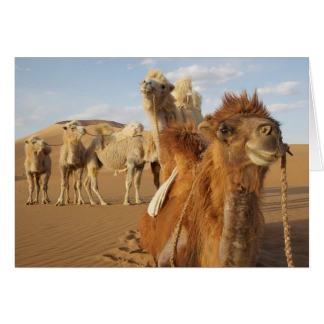 China, Inner Mongolia, Badain Jaran Desert 2 (Front Horizontal)