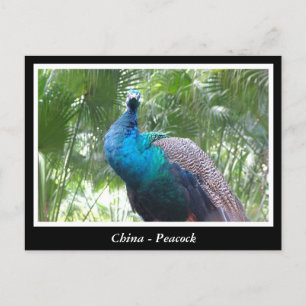 China, peacock postcard