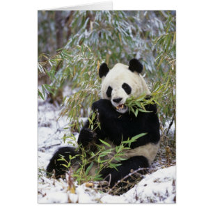 China, Sichuan Province. Giant Panda feeds on