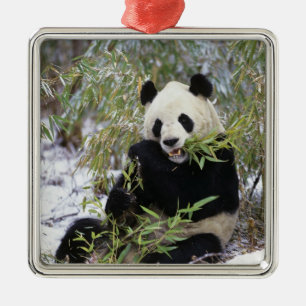 China, Sichuan Province. Giant Panda feeds on Metal Ornament