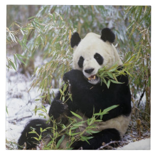 China, Sichuan Province. Giant Panda feeds on Tile