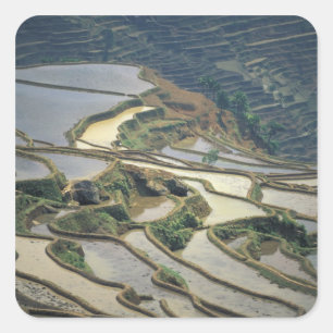 China, Yunnan Province. Flooded rice terraces of Square Sticker