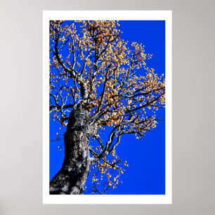 Chinaberry Tree against Azure Sky Poster