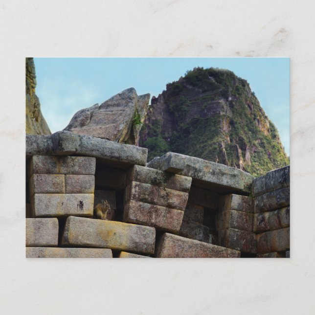 Chinchilla at Machu Picchu, Peru Postcard (Front)