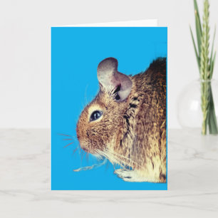 Chinchilla Card