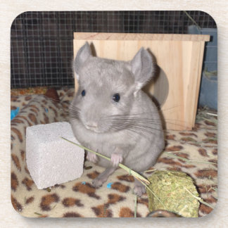 Chinchilla Coaster