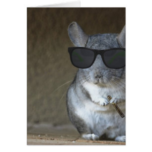 Chinchilla de gros poisson