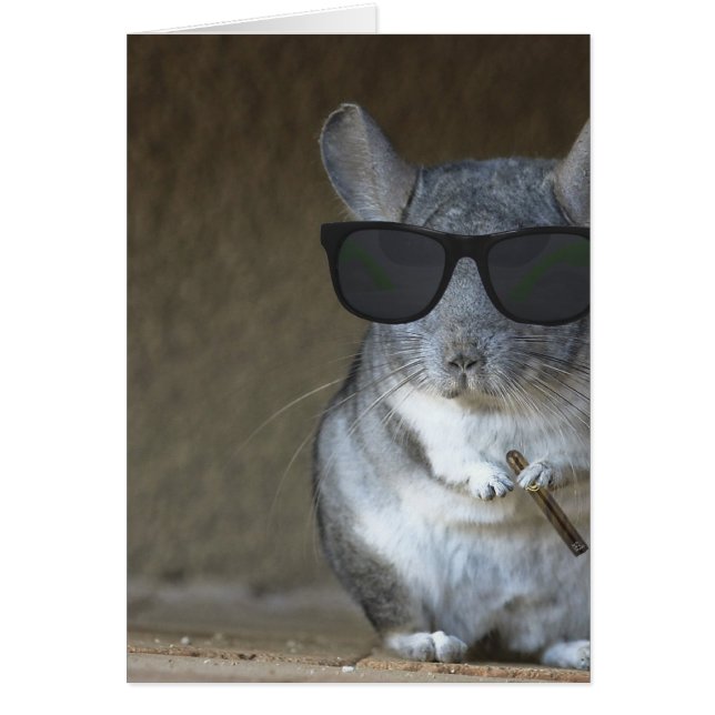 Chinchilla de gros poisson (Devant)