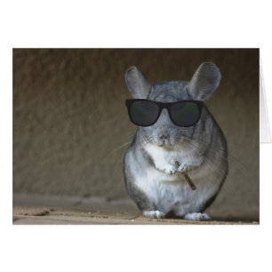 Chinchilla de gros poisson
