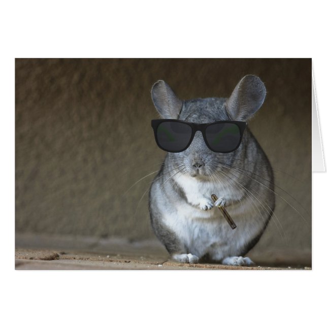 Chinchilla de gros poisson (Devant horizontal)