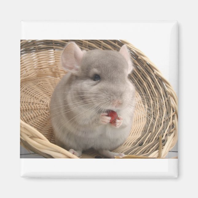 chinchilla magnet (Front)