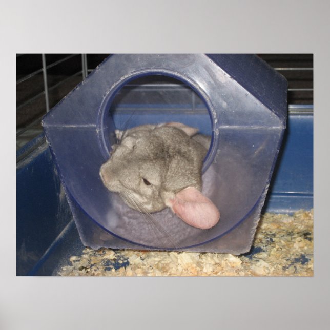 Chinchilla mom catching a few Zzzzz's Poster (Front)