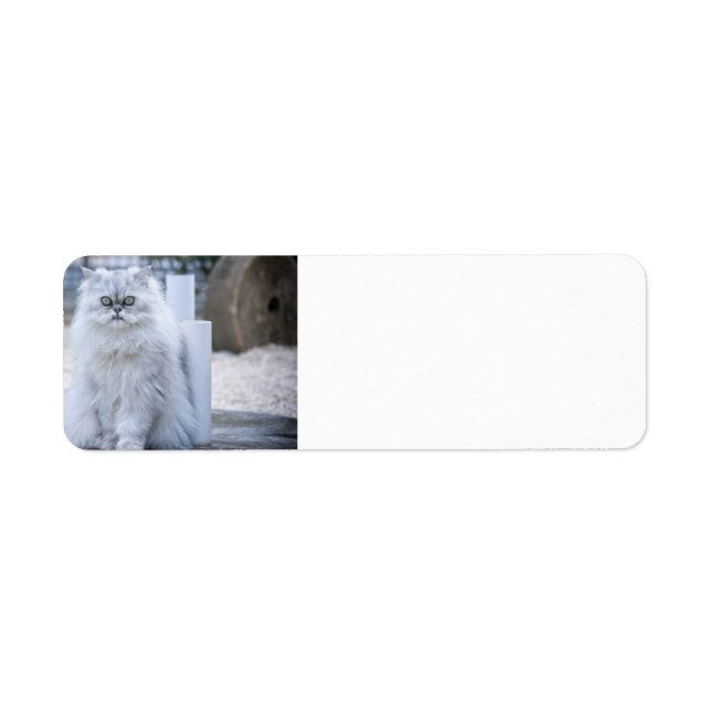 chinchilla persian (Front)