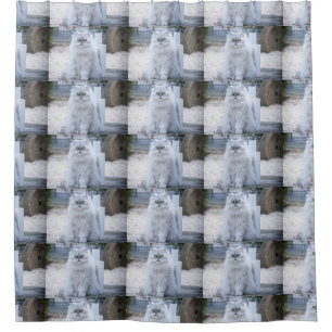 chinchilla persian