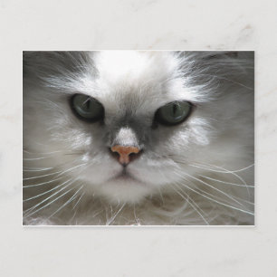 Chinchilla Persian Cat Postcard