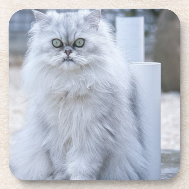 chinchilla persian coaster (Front)