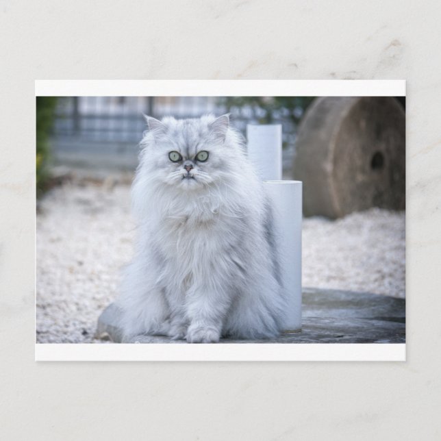 chinchilla persian postcard (Front)