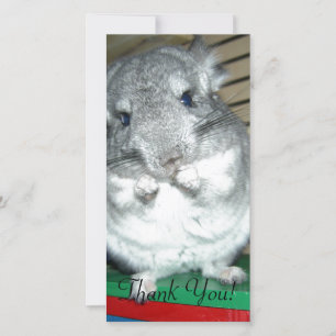 Chinchilla Standing On Hind Legs Thank You Card