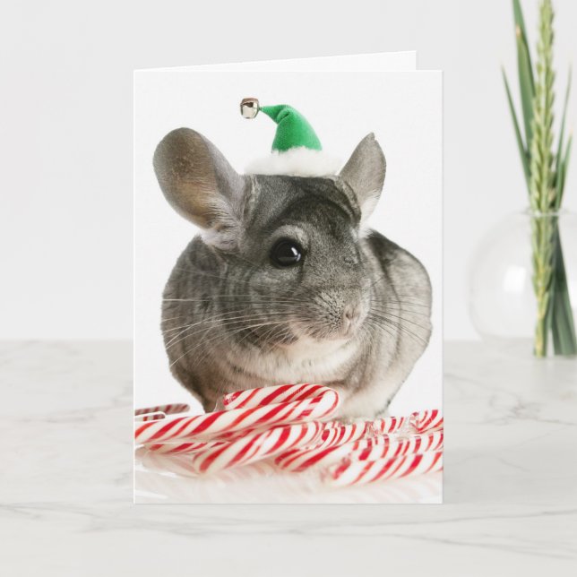 Chinchilla with candy canes holiday card (Front)