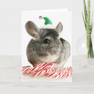 Chinchilla with candy canes holiday card
