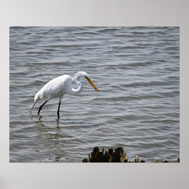 Chincoteague National Wildlife Great Heron Egret Poster (Front)