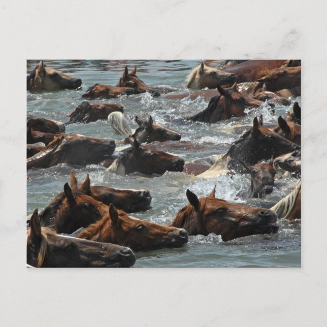 Chincoteague Pony Swim Postcard (Front)