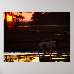 Chincoteague Walking in Water At Sunset Poster