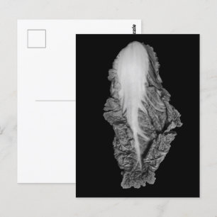 Chinese Cabbage Portrait Photograph Postcard