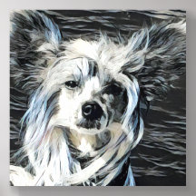 Chinese Crested