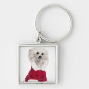 Chinese Crested Dog (1 year old) wearing a Keychain