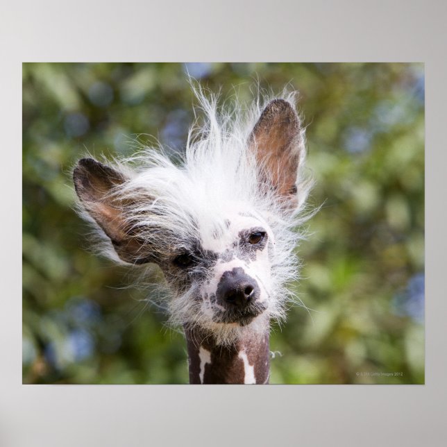 CHINESE CRESTED DOG (HAIRLESS) POSTER (Front)