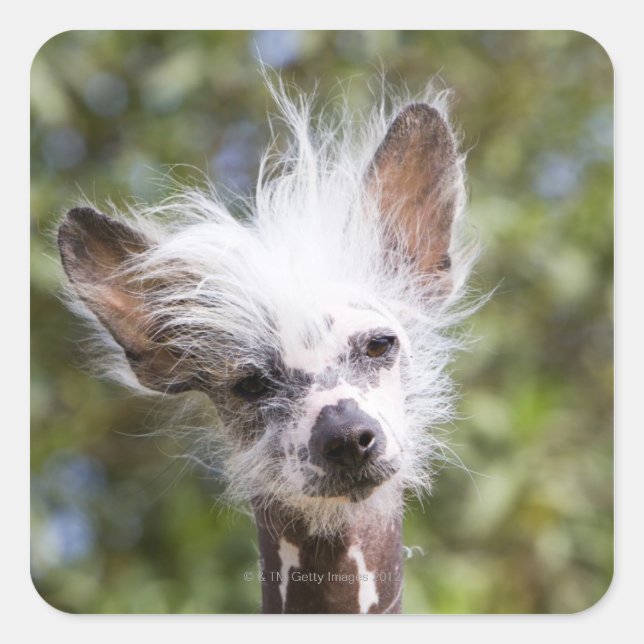 CHINESE CRESTED DOG (HAIRLESS) SQUARE STICKER (Front)